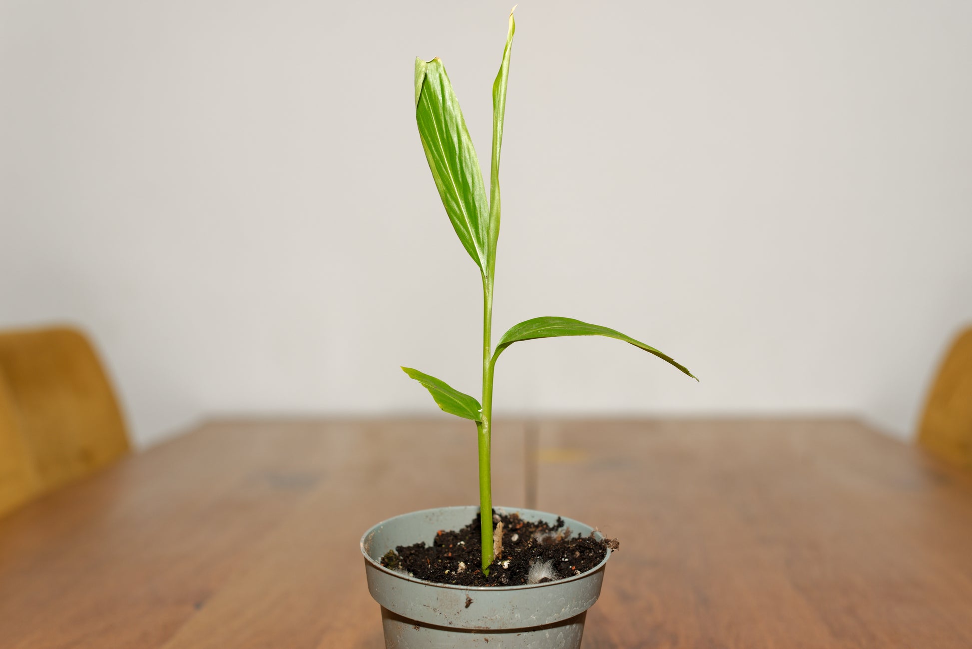 Lille Kardemommeplante (Elettaria cardamomum)