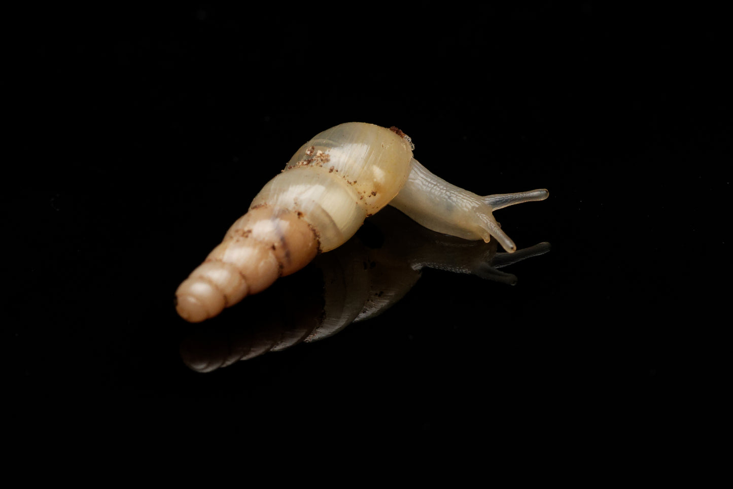 Enhjørningesnegl (Subulina octona)