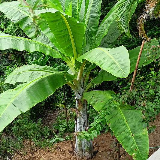 Flot plante af Snebanan (Ensete glaucum), med blålig stamme