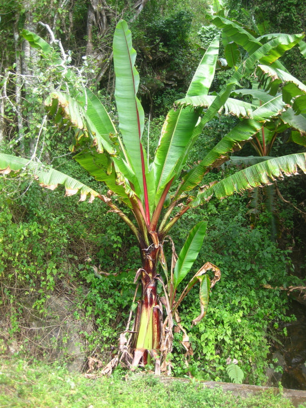 Flot stort eksemplar af Etiopisk banan (Ensete ventricosum)