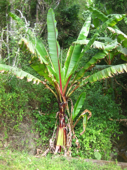 Flot stort eksemplar af Etiopisk banan (Ensete ventricosum)