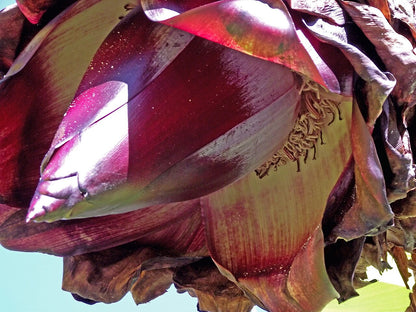 Blomsten hos Etiopisk banan (Ensete ventricosum) 
