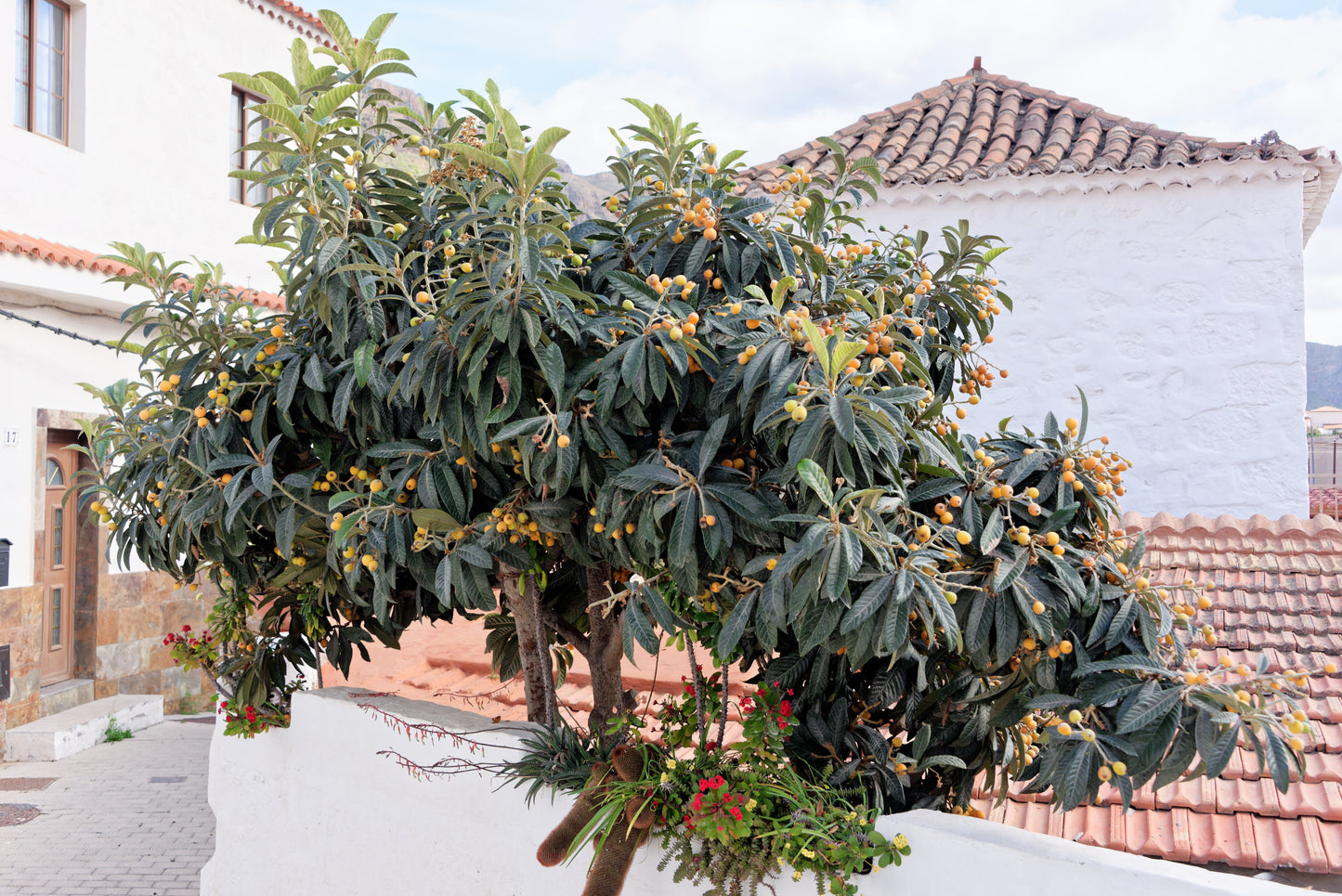 Flot træ af Japansk mispel (Eriobotrya japonica) med modne frugter