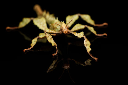 Hun af Vandrende rosengren (Extatosoma tiaratum)