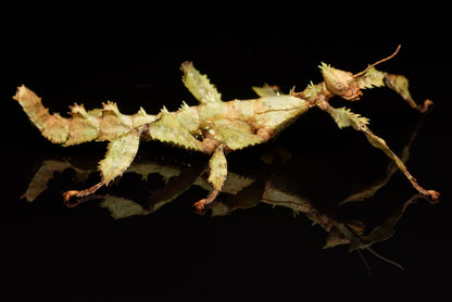 Vandrende rosengren (Extatosoma tiaratum) set fra siden