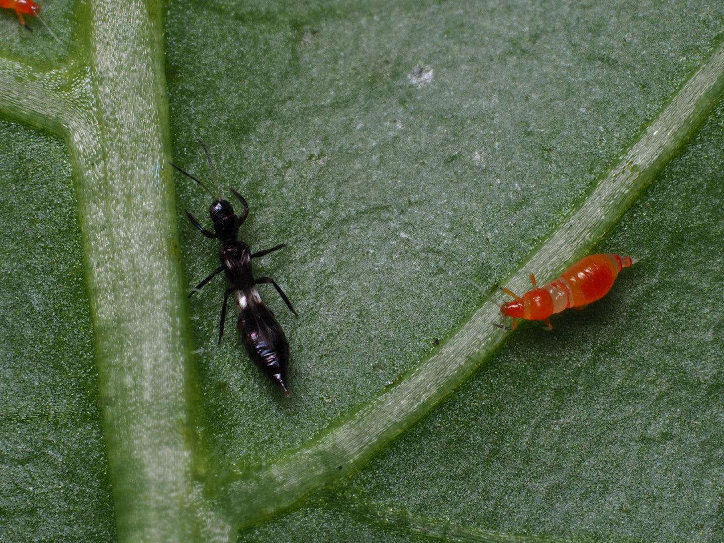 Franklino-rovtrips (Franklinothrips vespiformis)
