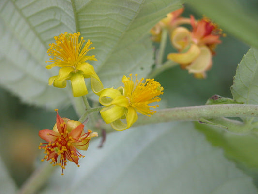 De fine små og gule blomster af Falsa (Grewia asiatica)