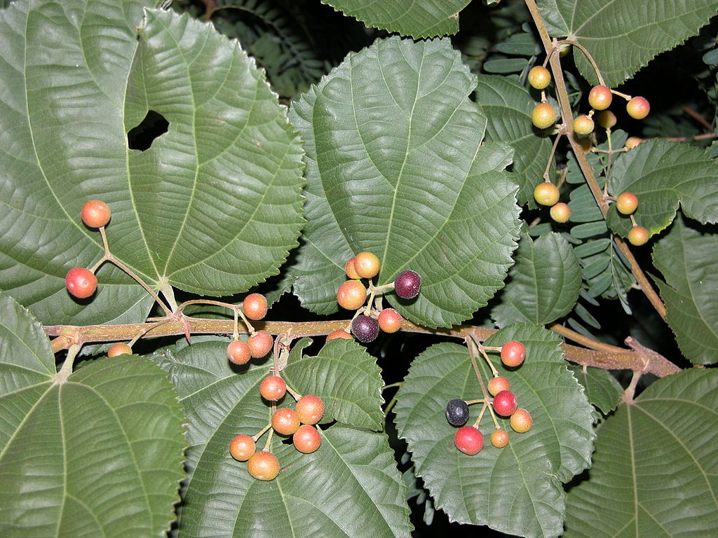 Falsa (Grewia asiatica) frugt