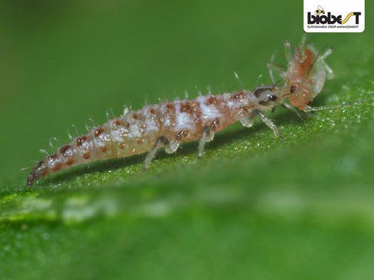 En Guldøjelarver med en bladlus i munden