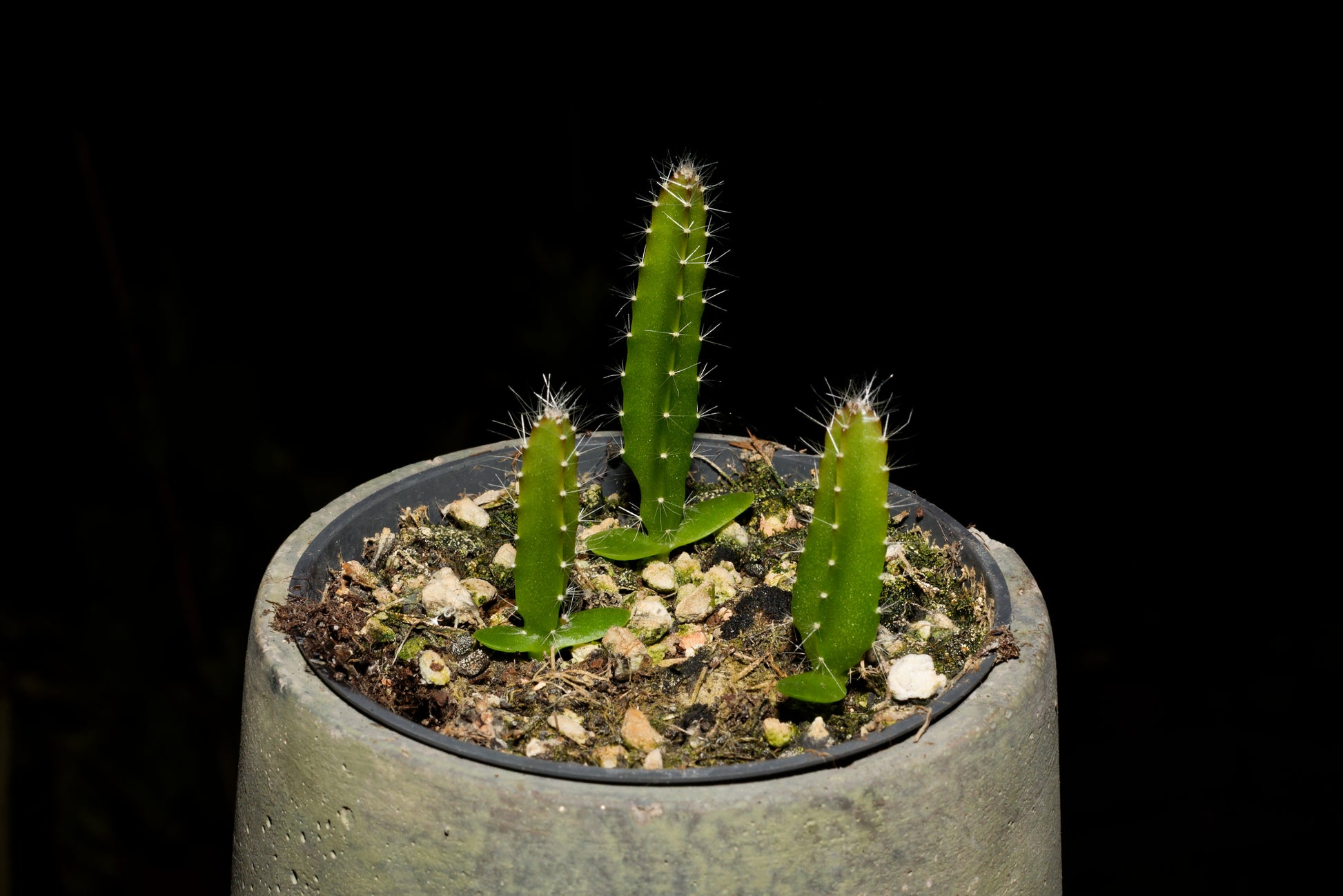 Frøplanter af Rød Dragefrugt (Hylocereus costaricensis)