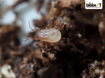 Nærbillede af en jordrovmide (Hypoaspis sp.)