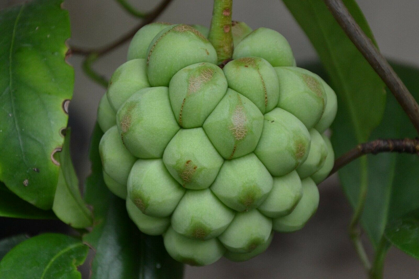 Den flotte og særprægede frugt af Kadsura (Kadsura coccinea "Green")
