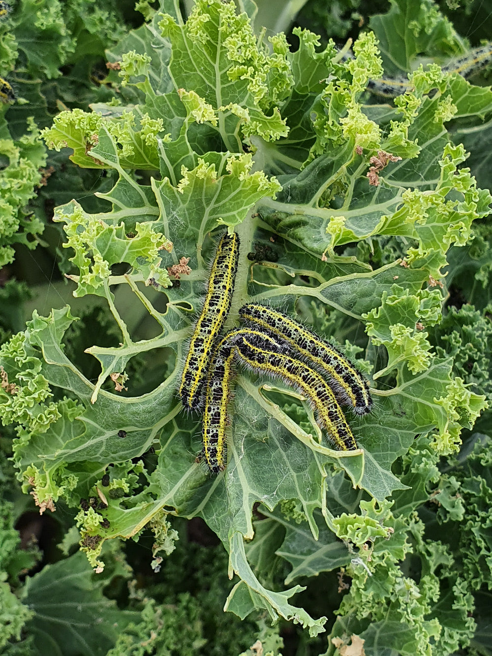 Kålsommerfuglelarver i en kålplante