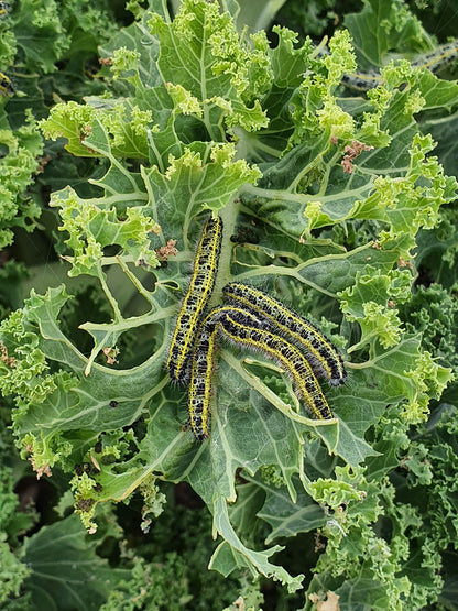Kålsommerfuglelarver i en kålplante