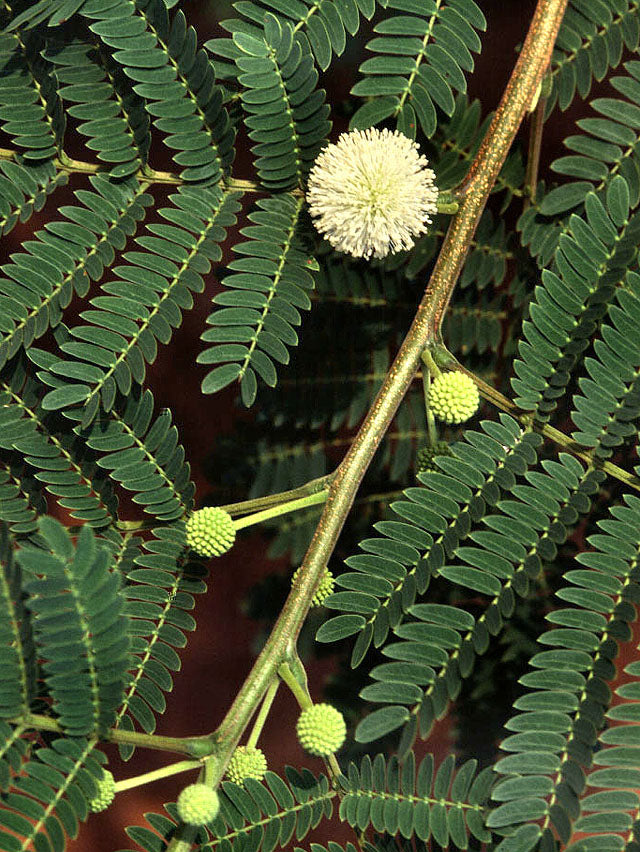 Hvis blomst af vild tamarind (Leucaena leucocephala)
