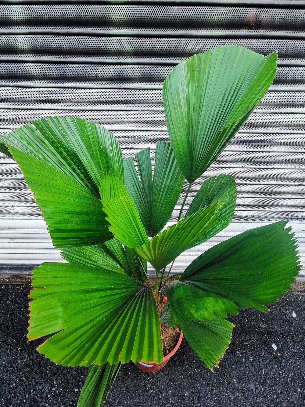 Store, grønne blade af Licuala Palme (Licuala grandis)