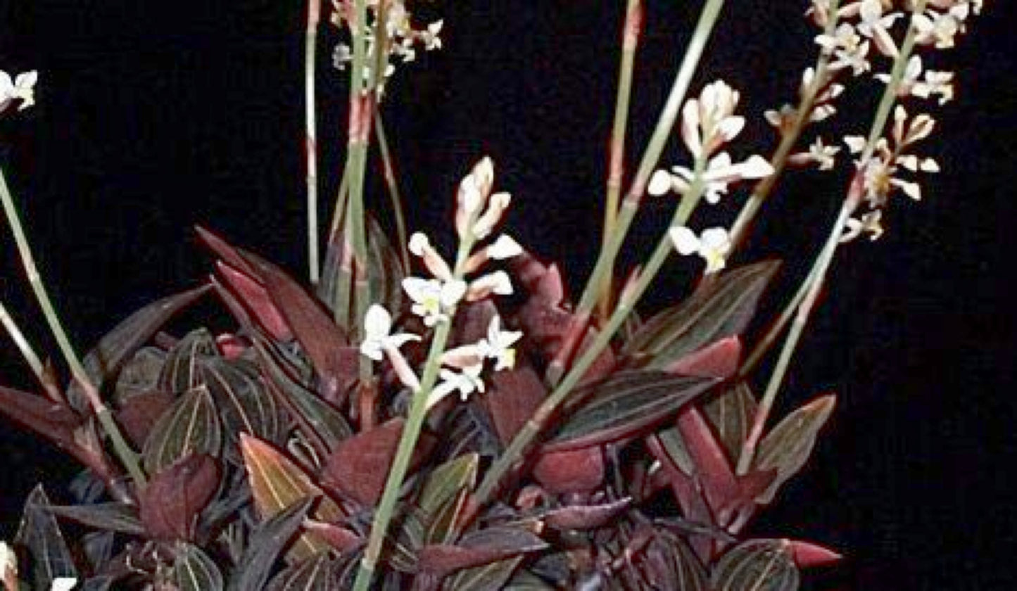 Blomstrende Juvel orkide (Ludisia discolor) med fine hvide blomster