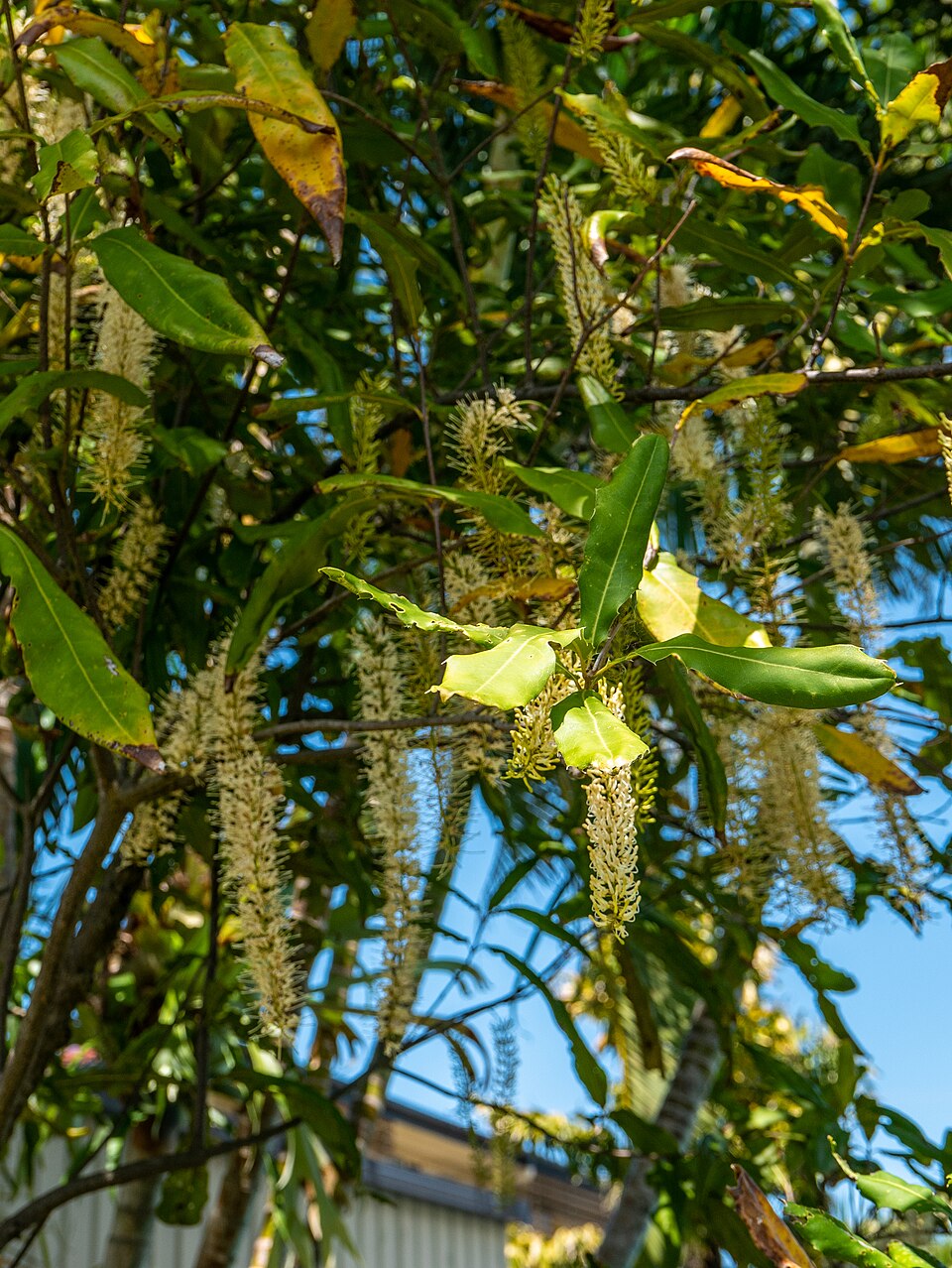 Macadamia integrifolia træ i blomst