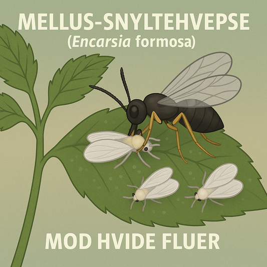 Flot illustration hvor en Mellus-snyltehvepse (Encarsia formosa) spiser en hvid flue