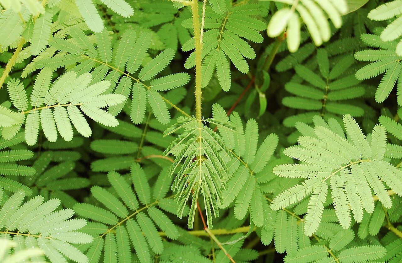 Kæmpe rør-mig-ej (Mimosa diplotricha) | frø – a Piece of Nature