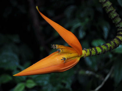 Den smukke, orange blomst hos Himalaya flammebanan (Musa aurantiaca)