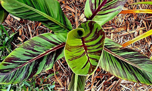 De smukke rød-stribede blade af Red tiger banan (Musa sikkimensis "red tiger")