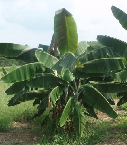 Flot gruppe planter af Thomsons banan (Musa thomsonii)