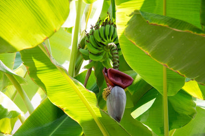 Blomst og frugter af Thomsons banan (Musa thomsonii)