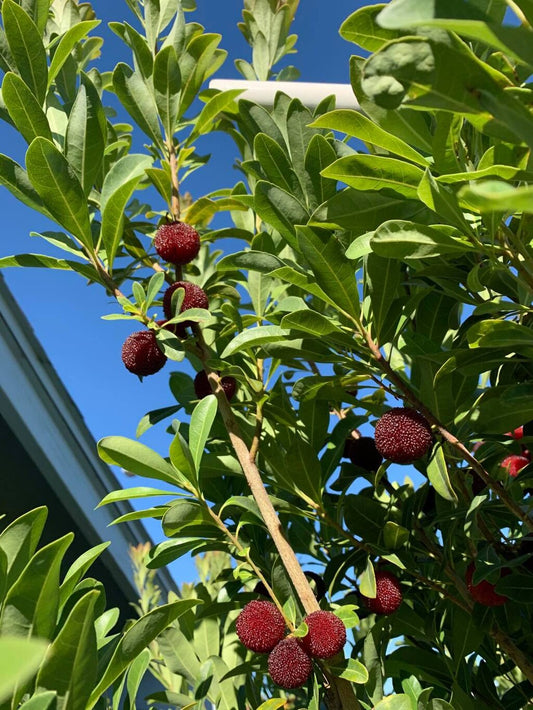Kinesisk jordbærtræ (Myrica rubra) med de røde jordbæragtige frugter