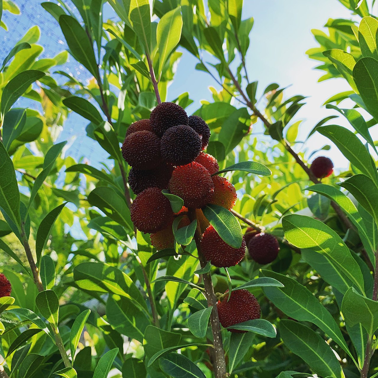 Klase af frugter fra Kinesisk jordbærtræ (Myrica rubra)