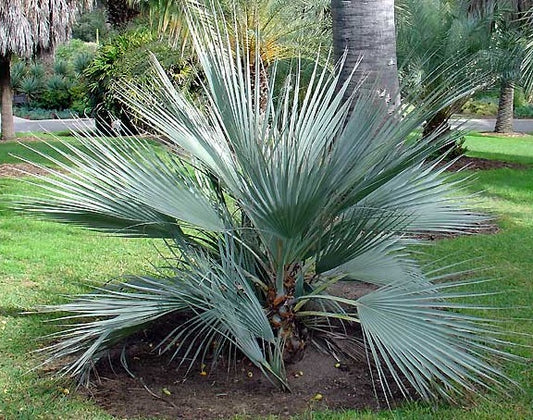 Flot Mazari Palme (Nannorrhops ritchieana) plantet i en græsplæne