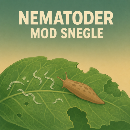 Fin figur af nematoder mod snegle