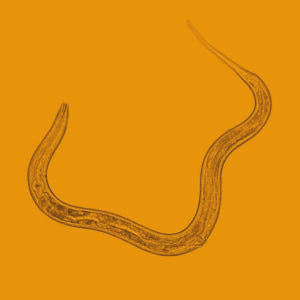 Nærbillede af en nematode mod snegle
