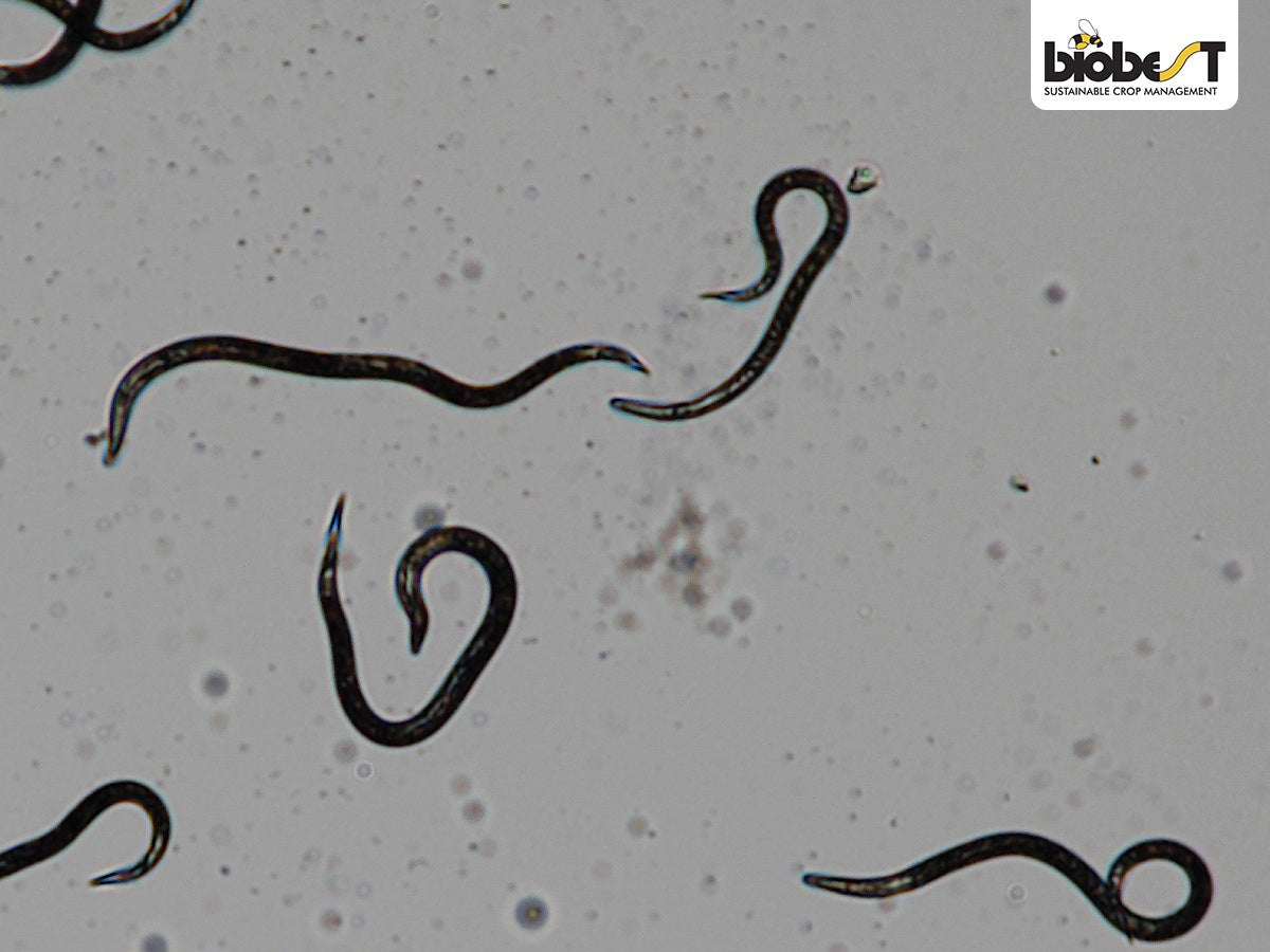 Nærbillede af nematoder
