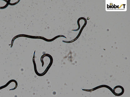 Nærbillede af nematoder