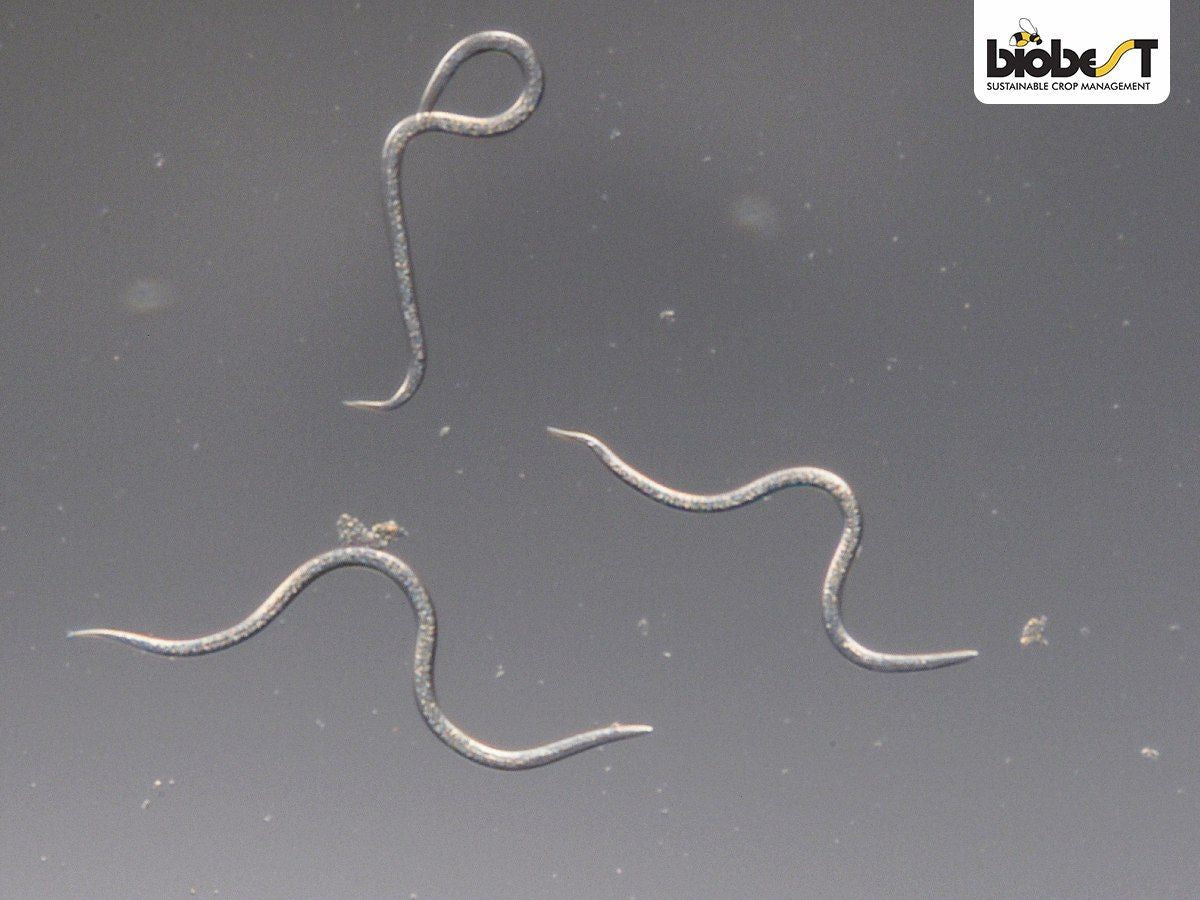 Nærbillede af nematoder