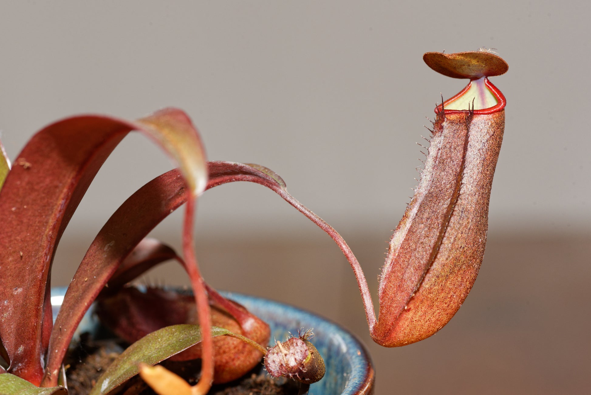 Nærbillede af kandebæreren Nepenthes sanguinea Hybrid