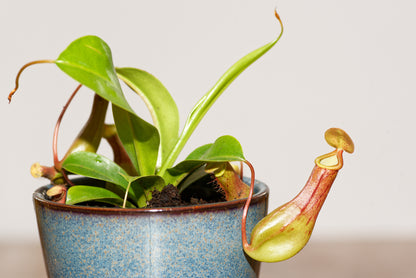 Kandebærer (Nepenthes alata) stående i en flot blå potte