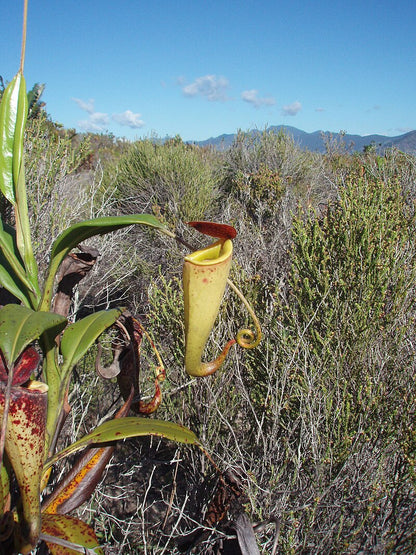 Nepenthes (Nepenthes madagascariensis) i naturen