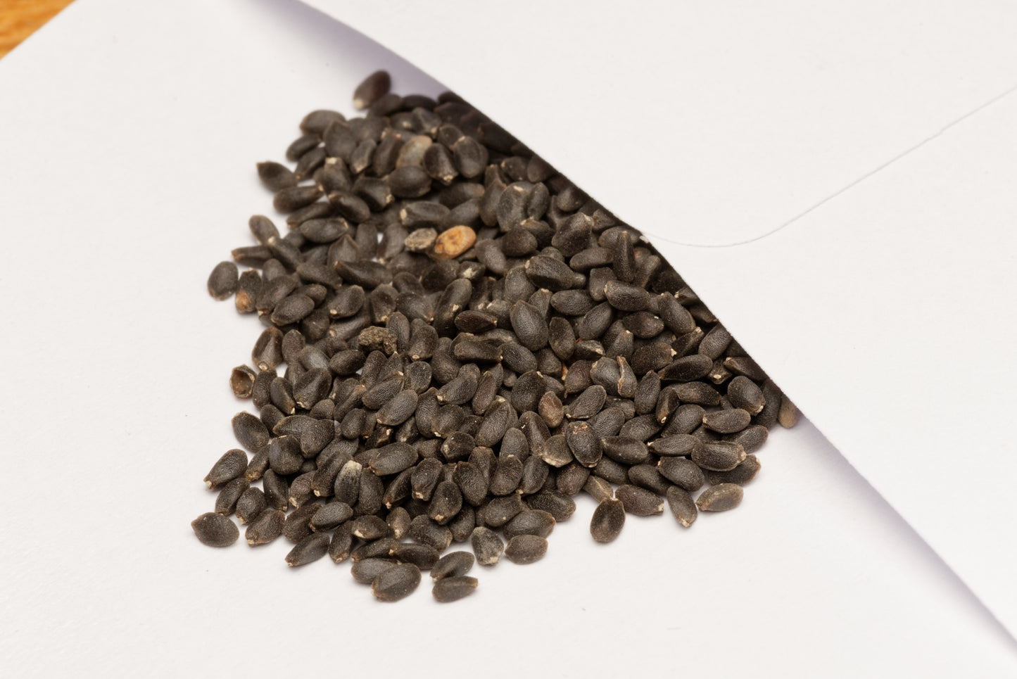 De fine små og sorte frø fra Hellig Rød Thai Basilikum (Ocimum tenuiflorum "Krishna Tulsi")