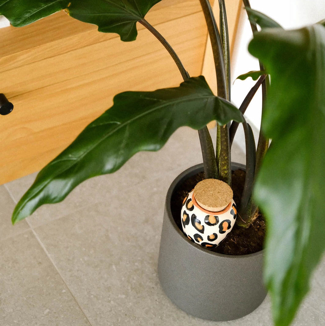 Leopardprikket olla der sidder i en potteplante