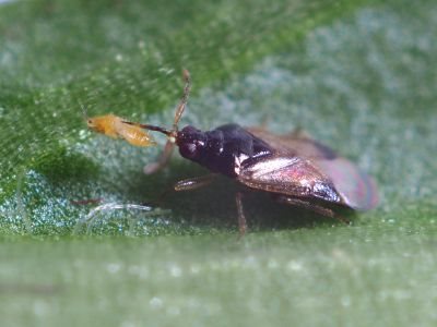 Nærbillede af en Orius rovtæge (Orius majusculus)