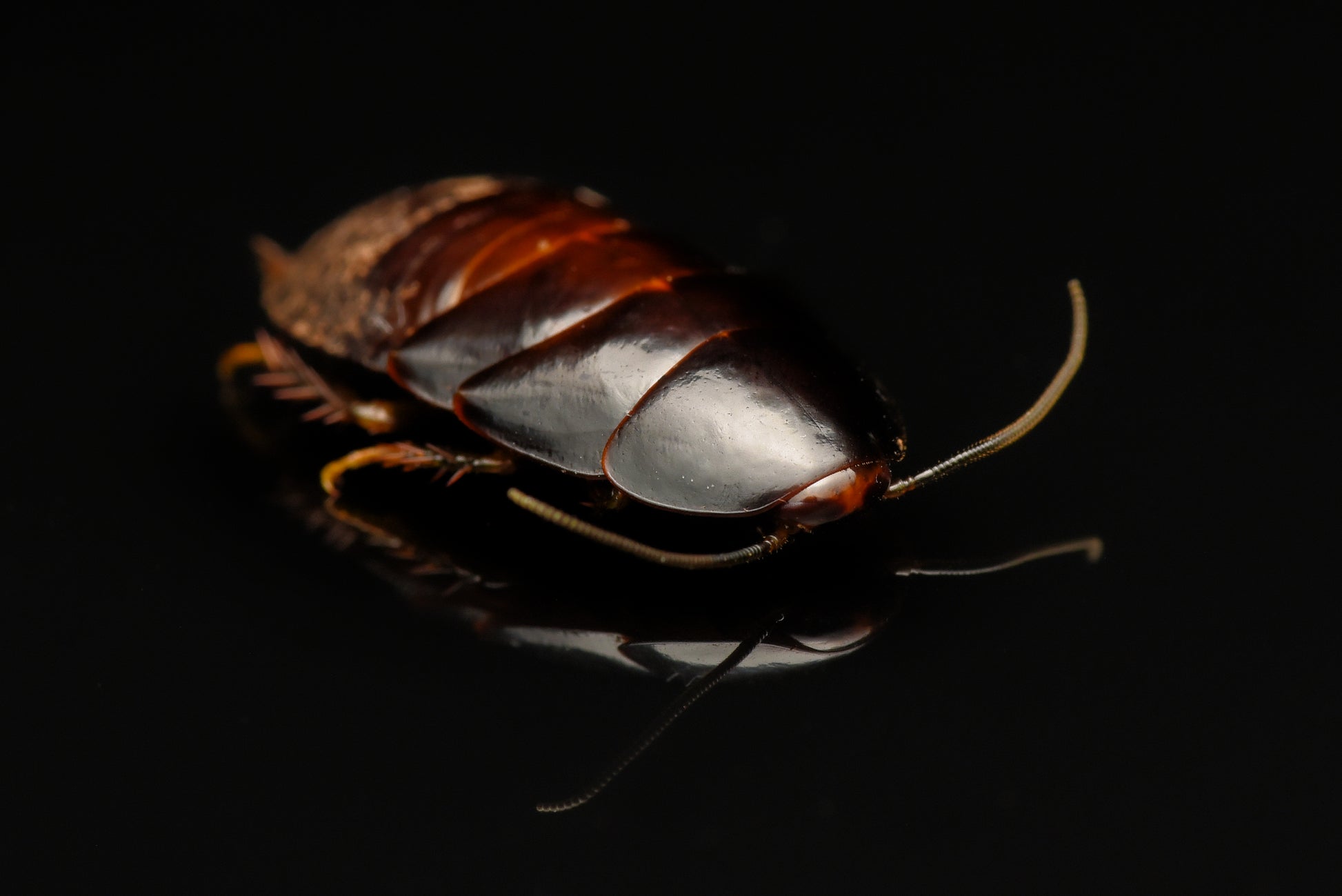 Banankakerlak nymfe (Panchlora nivea)