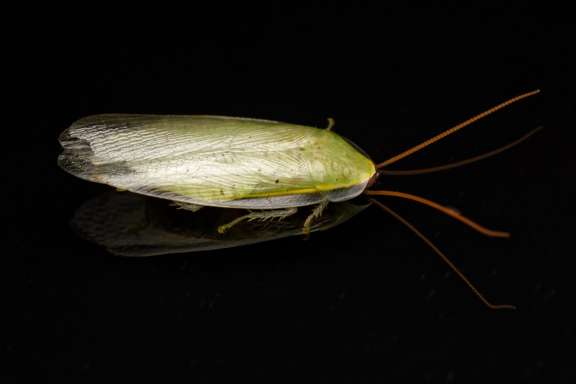 Den flotte, voksne Banankakerlak (Panchlora nivea)