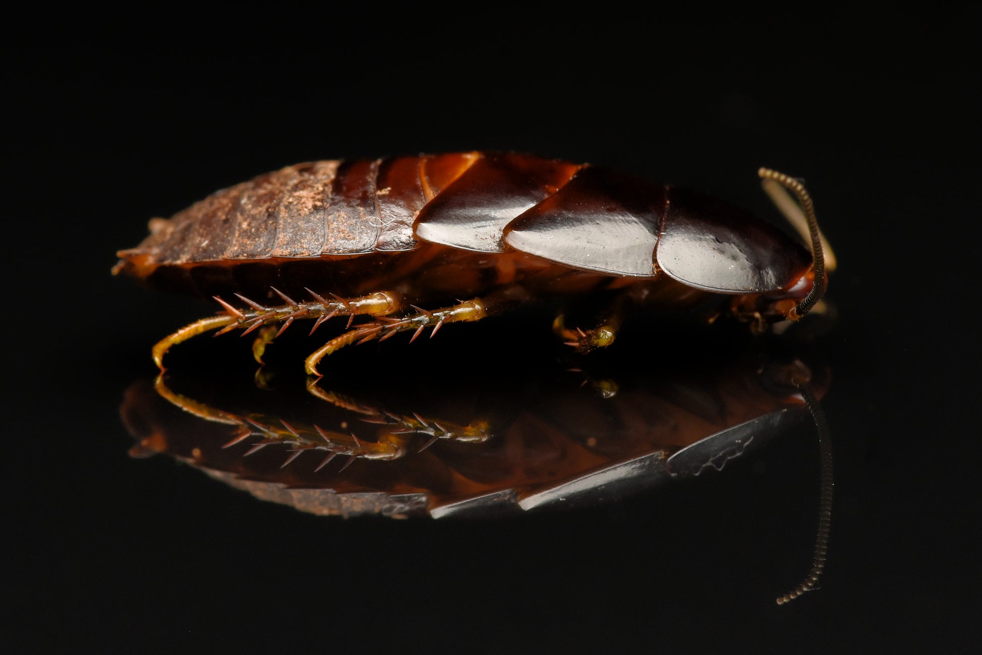 Den brune og mørke nymfe af Banankakerlak (Panchlora nivea)