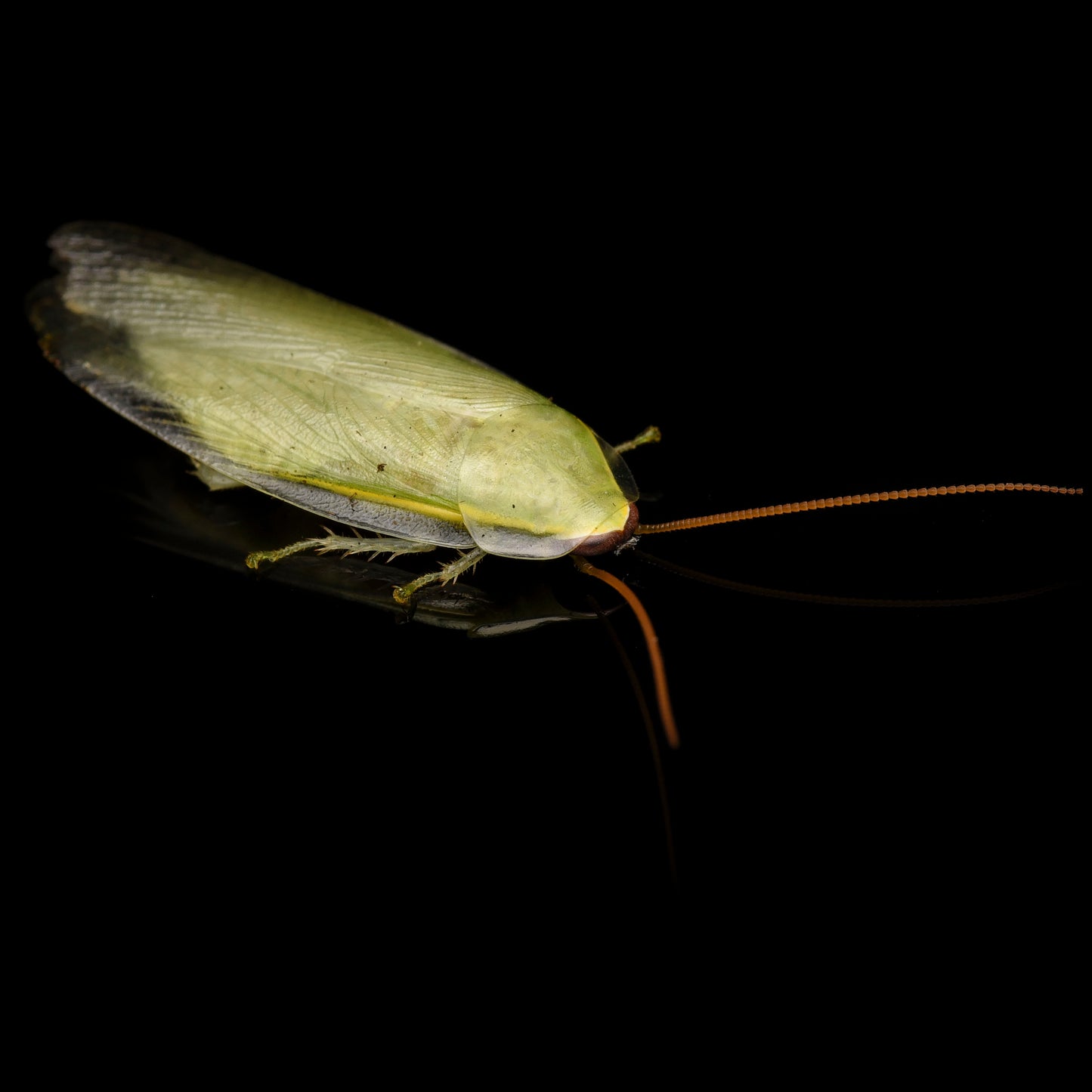 Voksen grøn Banankakerlak (Panchlora nivea)