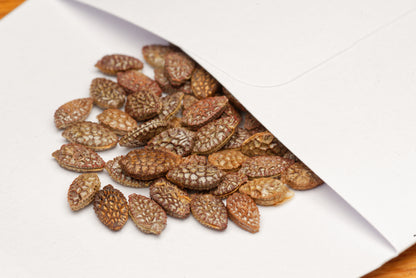 De smukke frø af Rød passionsblomst (Passiflora princeps)