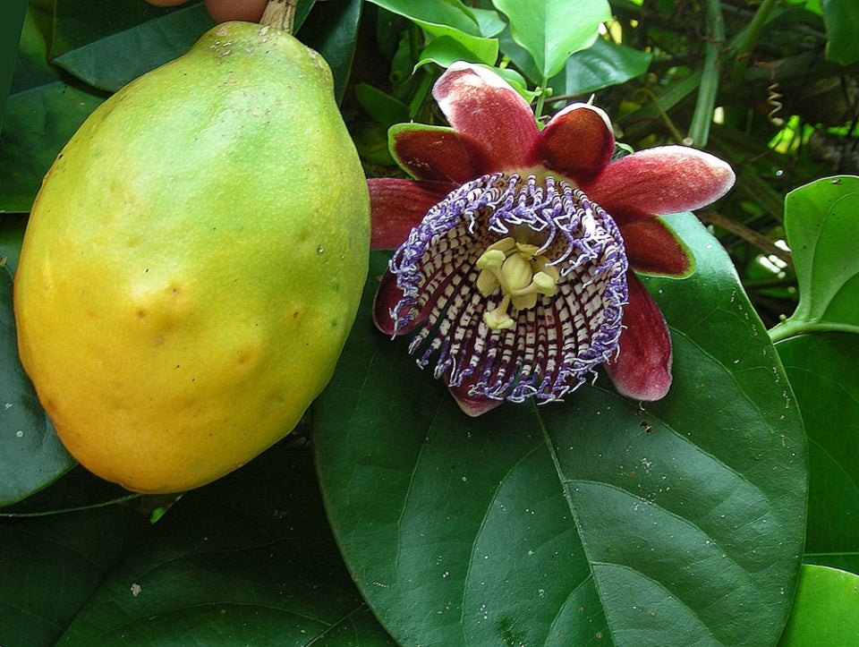 Blomst og frugt af Vinget passionsfrugt (Passiflora alata)