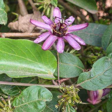 Den smukke lilla blomst af Miniature passionsblomsten (Passiflora andreana)