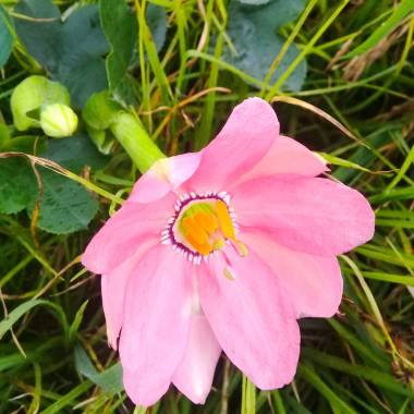 Den smukke, lyserøde blomst af Tauso passionsfrugt (Passiflora coactilis)